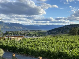 Okanagan Vineyard