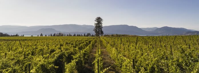 Ailm Vineyard rows