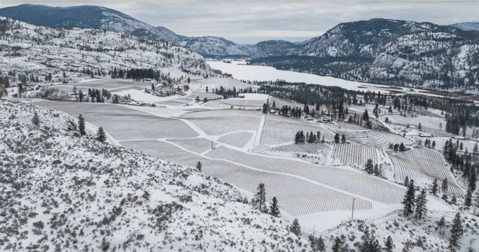 Blue Mountain vineyard winter scene