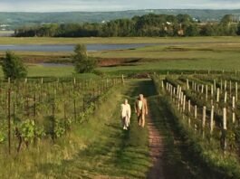 Blomidon Estate Winery people walking in the vineyard between the rows