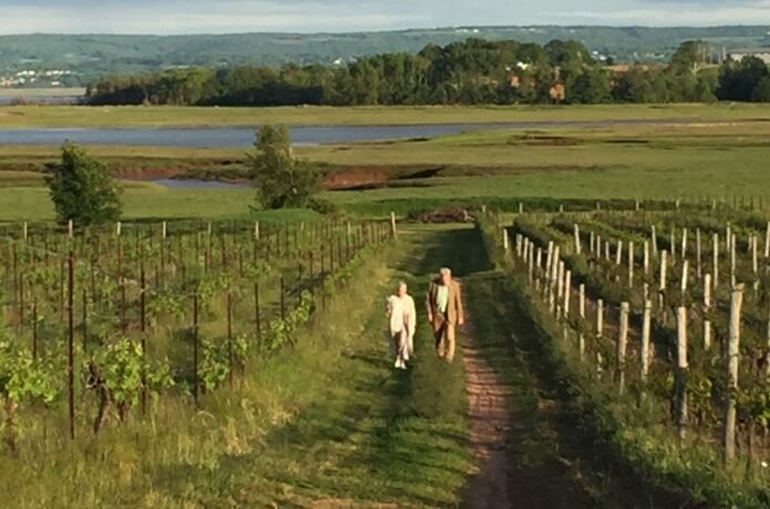 Blomidon Estate Winery people walking in the vineyard between the rows