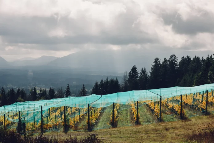 Avrill Creek Vineyard