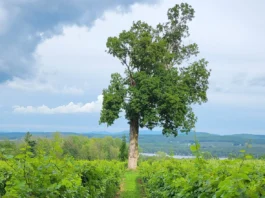 Domaine l’Espiègle