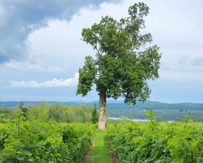 Domaine l’Espiègle