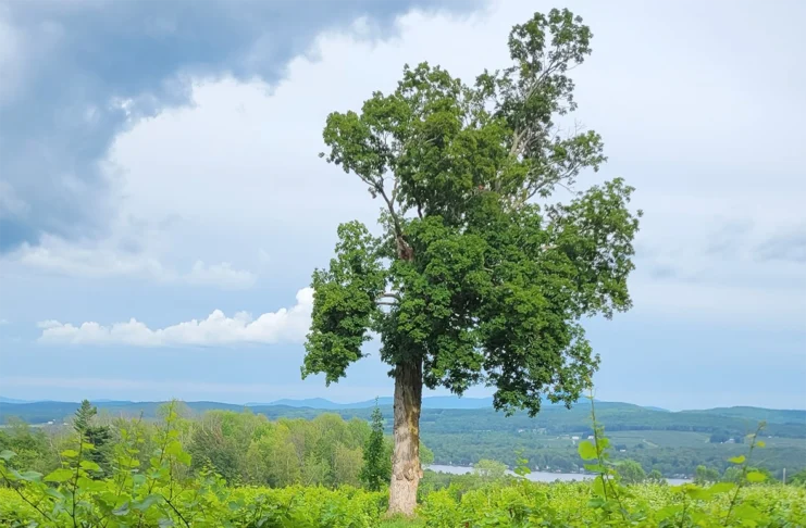 Domaine l’Espiègle