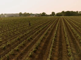 Rosehall Run Vineyard