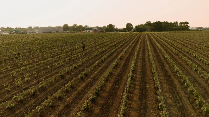 Rosehall Run Vineyard