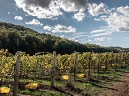 Divergence Grimsby Hillside Vineyard