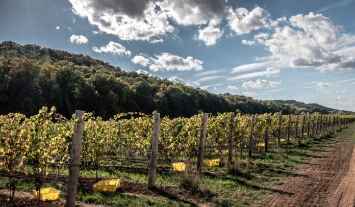 Divergence Grimsby Hillside Vineyard