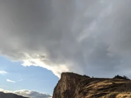 Synchromesh Vineyard