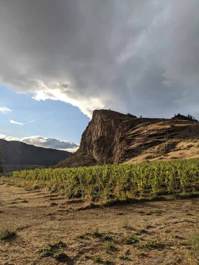 Synchromesh Vineyard