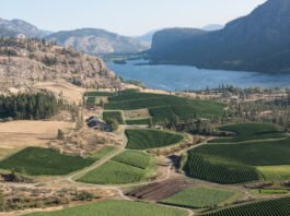 aerial view of vineyards and lake