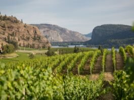 Blue Mountain Vineyard