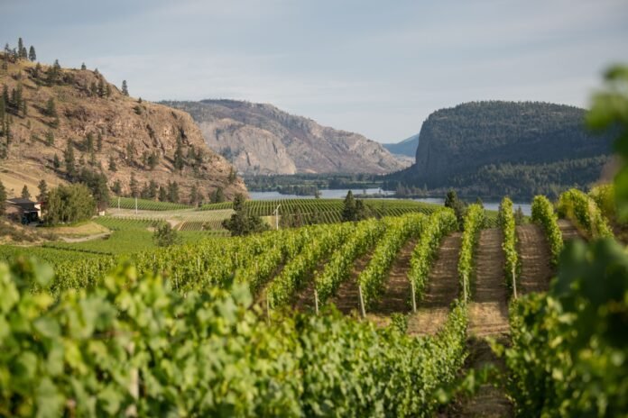 Blue Mountain Vineyard