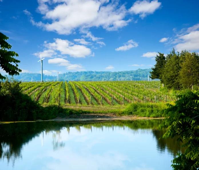 Dobbin Estate Vineyard