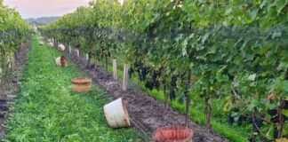 Syrah’s 30 Year Rise in Canada