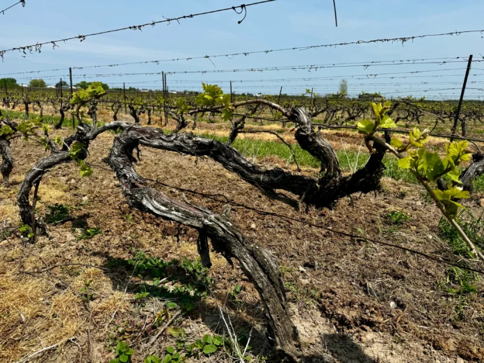 Bachelder sources from these old Gamay Vines in the Bai Xu Vineyard Bachelder sources from these old Gamay Vines in the Bai Xu Vineyard