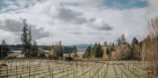 Beyond the Pale: The Allure of Canada’s Light Reds Emandare Vineyard, Cowichan Valley, Vancouver Island