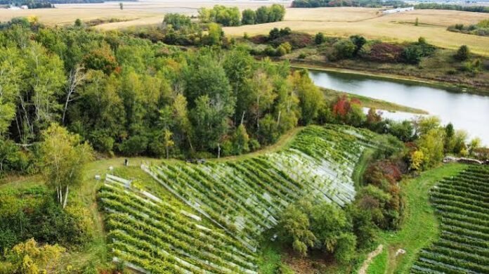 Domaine du Nival Vineyard