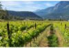 Fort Berens Red Gold Cabernet Franc 2022