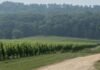 Leaning Post Grimsby Hillside Vineyard Cabernet Franc 2021 Leaning Post sources some of its premium wines from neighbour Grimsby Hillside Vineyard, Lincoln Lakeshore