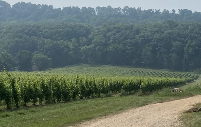 Leaning Post sources some of its premium wines from neighbour Grimsby Hillside Vineyard, Lincoln Lakeshore Leaning Post sources some of its premium wines from neighbour Grimsby Hillside Vineyard, Lincoln Lakeshore
