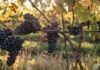 Stratus Vineyard Cabernet Franc 2023 Stratus Cabernet Franc ripe for the picking