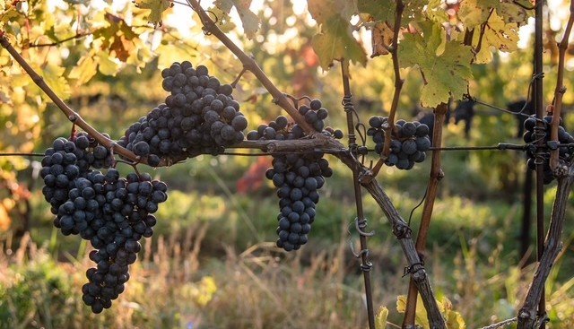 Stratus Cabernet Franc ripe for the picking Stratus Cabernet Franc ripe for the picking