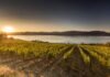 CedarCreek Aspect Blanc de Noir 2021 CedarCreek Vineyards