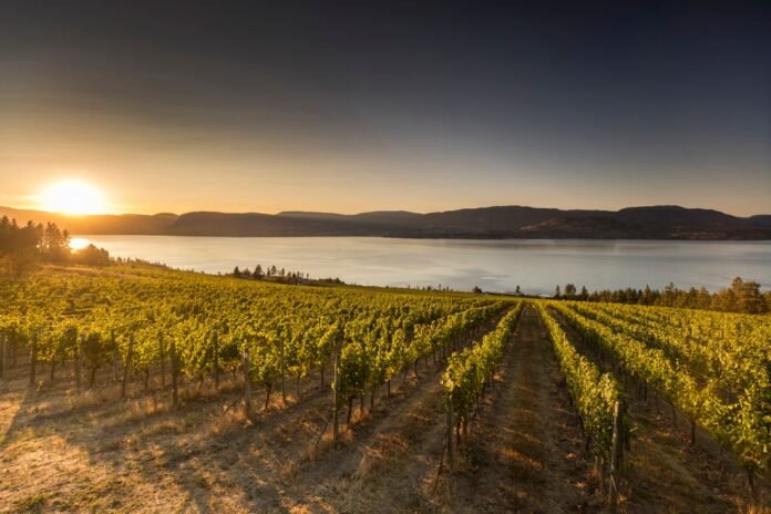 CedarCreek Vineyards