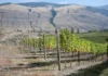 Orofino Syrah Reserve 2022 Orofino Vineyards Similkameen Valley, B.C.