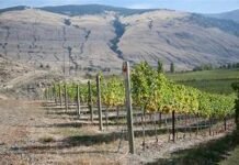 Orofino Syrah Reserve 2022 Orofino Vineyards Similkameen Valley, B.C.