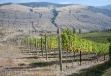 Orofino Syrah Reserve 2022 Orofino Vineyards Similkameen Valley, B.C.