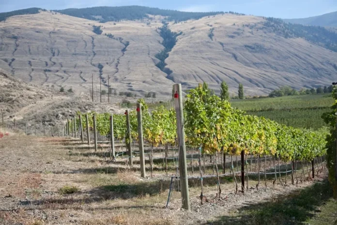 Orofino Vineyards Similkameen Valley, B.C. Orofino Vineyards Similkameen Valley, B.C.